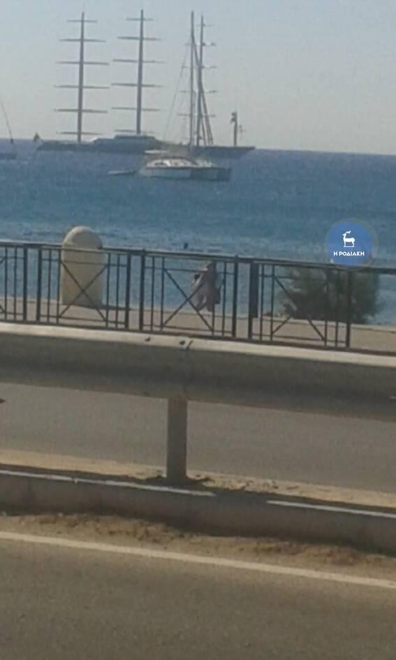 Γεράκι της Μάλτας