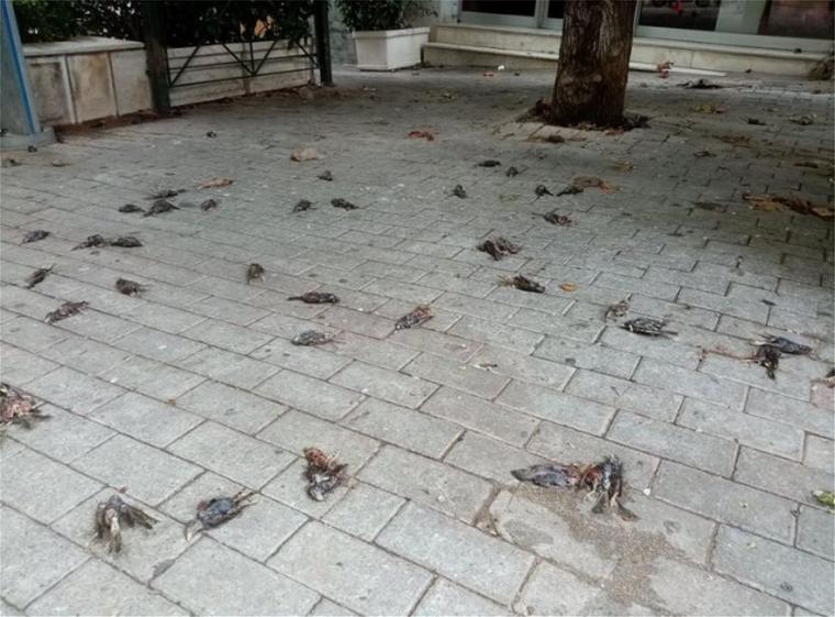 νεκρά πουλιά στη Χαλκίδα