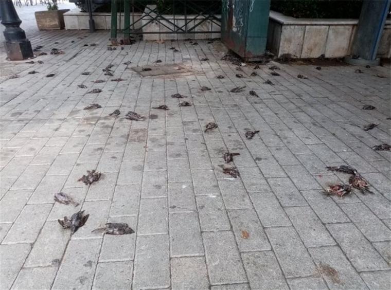 νεκρά πουλιά στη Χαλκίδα