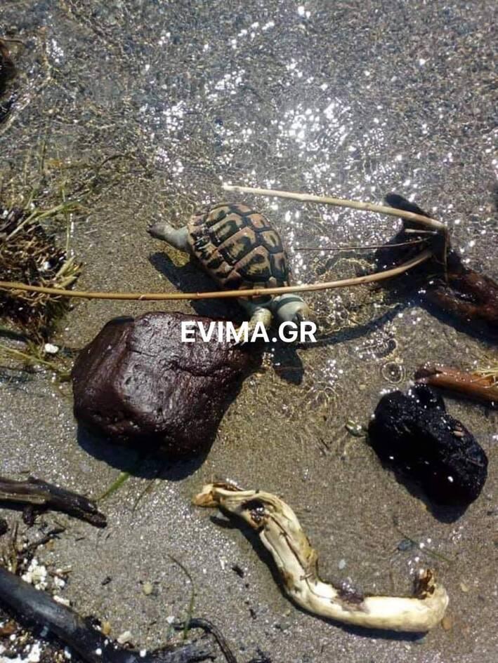 παραλία στην Ερέτρια