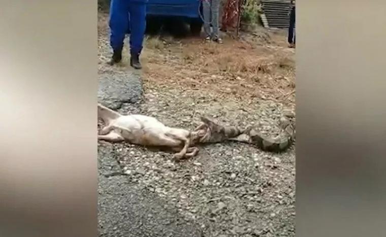 πύθωνας τρώει κατσίκα