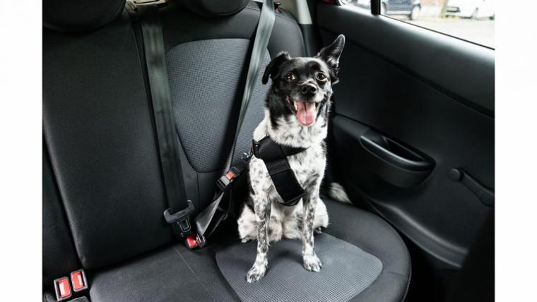 σκύλος σε αμάξι