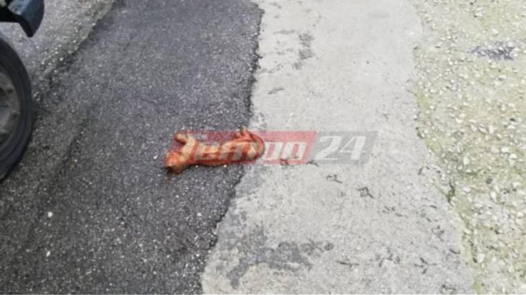 γατάκια στη Πάτρα