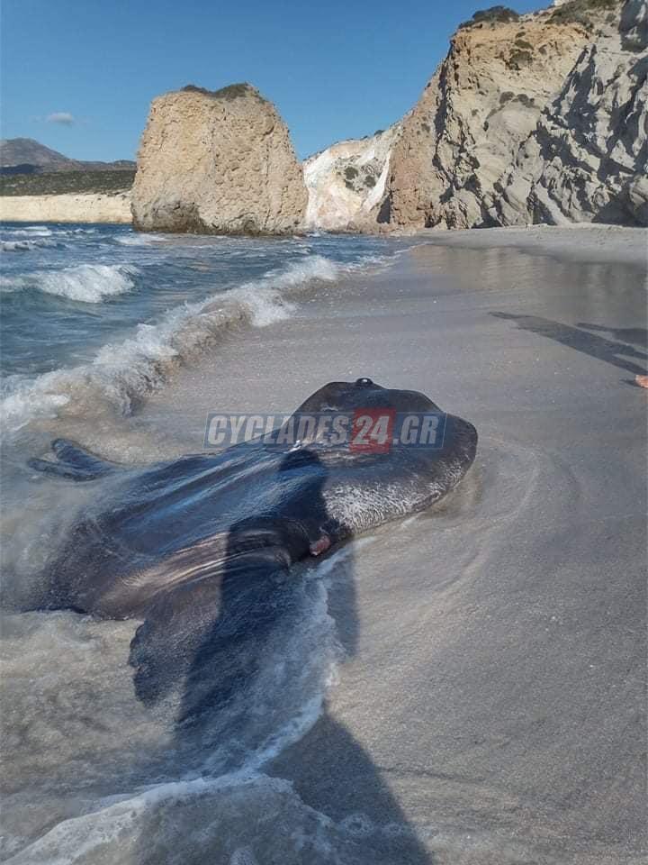 φεγγαρόψαρο