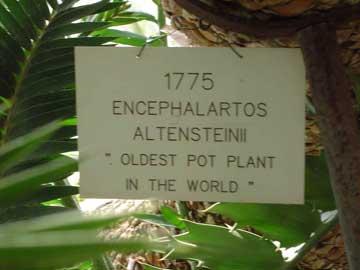 Γιγάντια κύκα στο Λονδίνο