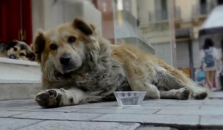 σκύλος Σωκράτης