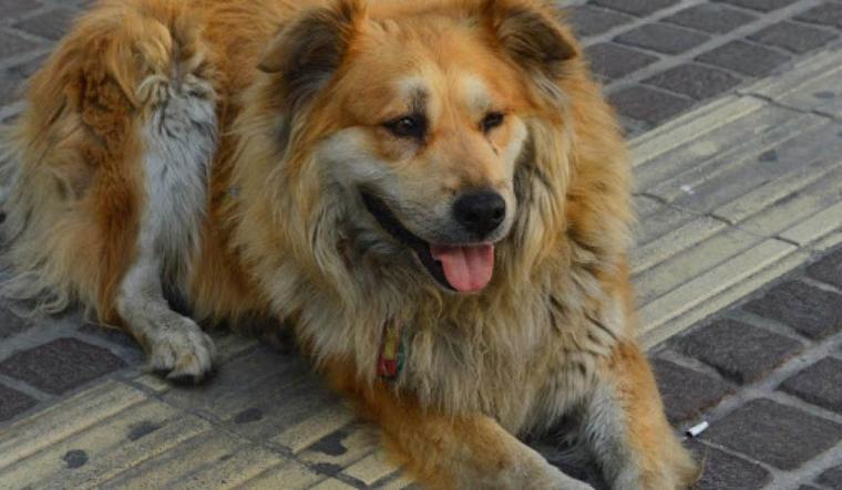 σκύλος Σωκράτης