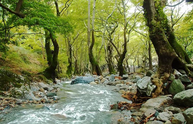 Δάσος Στενής