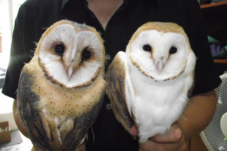 κουκουβάγιες