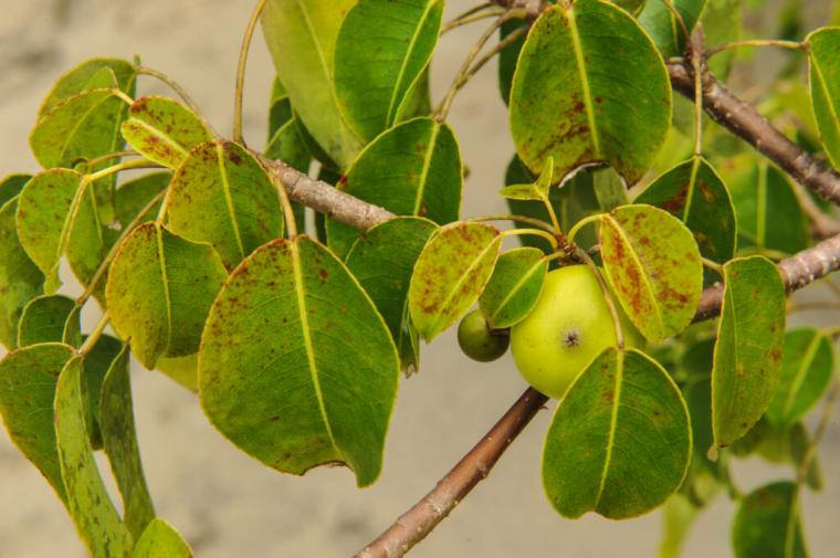 manchineel