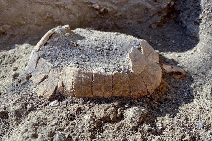 Η χελώνα που βρέθηκε σε ανασκαφή της Πομπηίας (ANSA/CIRO FUSCO)