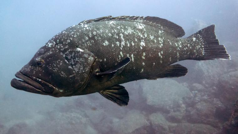 Ο ροφός (Epinephelus marginatus) σπανίζει πλέον στο Αιγαίο (Flickr / Mal B / CC BY-ND 2.0)