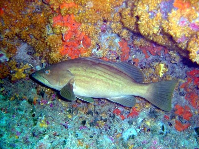 Η στήρα (Epinephelus costae) είναι σαρκοφάγο ψάρι και στενός συγγενής του ροφού (Fernando Herranz Martín / CC BY-SA 2.5)