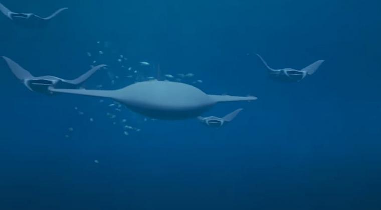 Manta Ray
