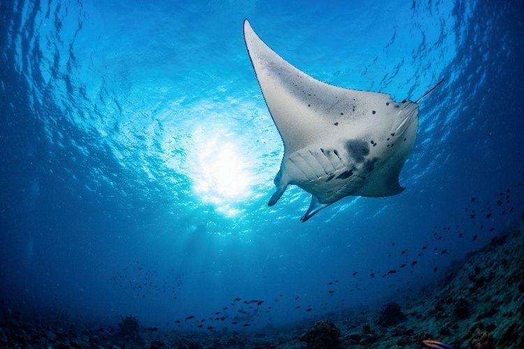 Manta Ray