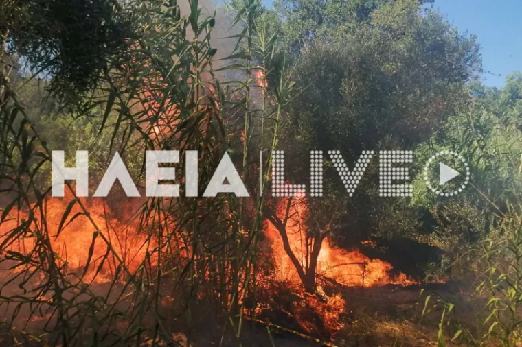 ileia