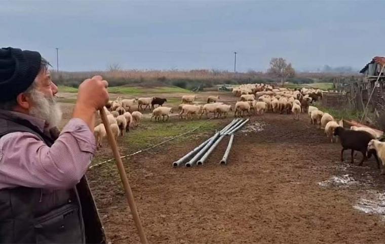 Κτηνοτρόφος