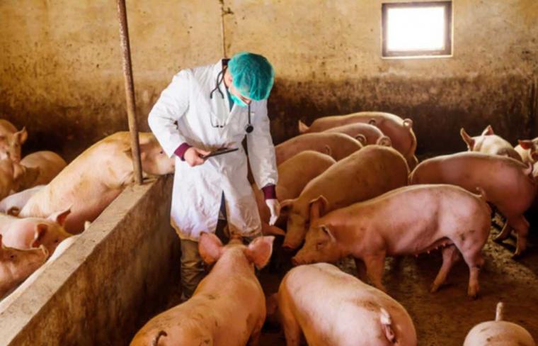 πανώλη χοίρων