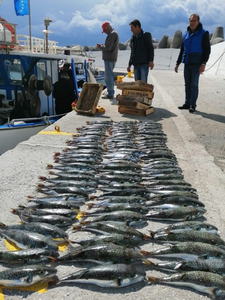 Λαγοκέφαλος