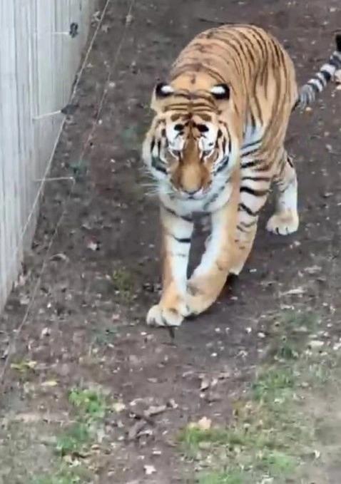 tiger