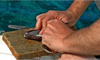 Θαλάσσια αγγούρια