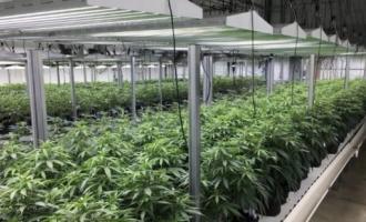 Πελοποννησιακή Φαρμακευτική Κάνναβη