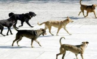 Αγέλη σκύλων