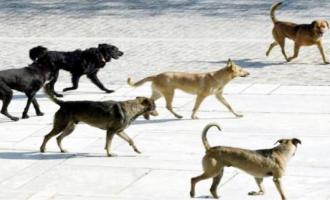 αδέσποτα σκυλιά στη Ξάνθη