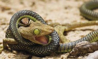 φιδι εναντιον σαυρας