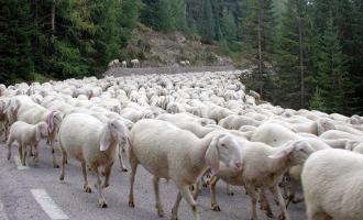 Αρνιά - Πρόβατα
