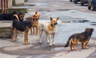 αδέσποτα στη Θεσσαλονίκη