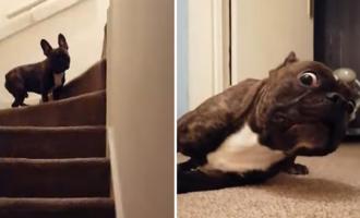 γαλλικό μπουλντόγκ