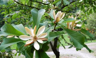 Magnolia officinalis
