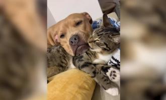 σκυλος γατα