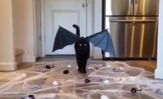 η γάτα ρόβερ