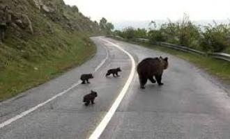Αρκούδα με αρκουδάκια