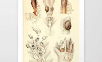 Εικονογράφηση του Φρίντριχ Βίλχελμ Βίντερ