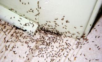 Μυρμήγκια στο σπίτι