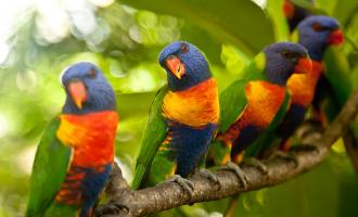 παπαγάλος lorikeet