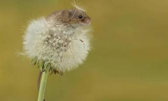 Ποντίκια του αγρού