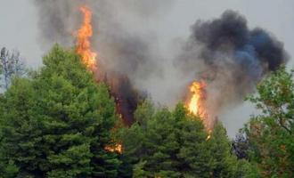 Φωτιά σε δάσος