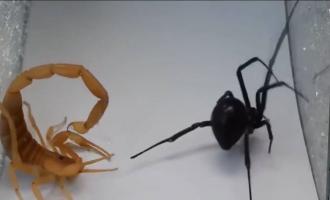 Αράχνη εναντίον σκορπιού