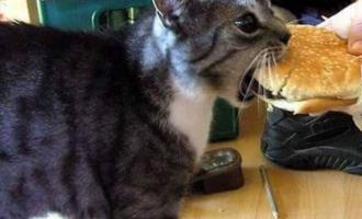 Γάτα που τρώει