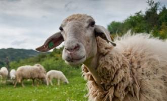 καταρροϊκός πυρετός