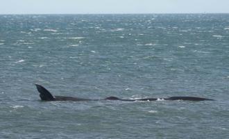 φάλαινα στον Κορινθιακό Κόλπο