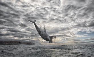 Λευκός καρχαρίας