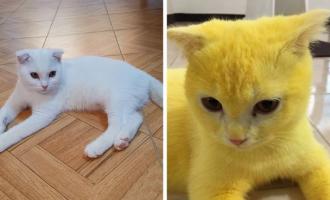 κίτρινη γάτα