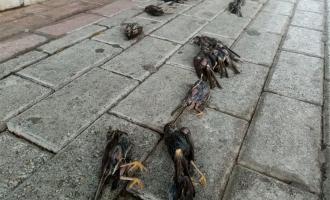 νεκρά πουλιά στη Χαλκίδα