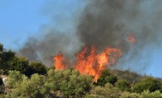 πυρκαγιά σε δασική έκταση