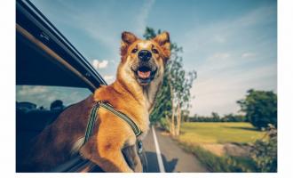 σκύλος σε αμάξι